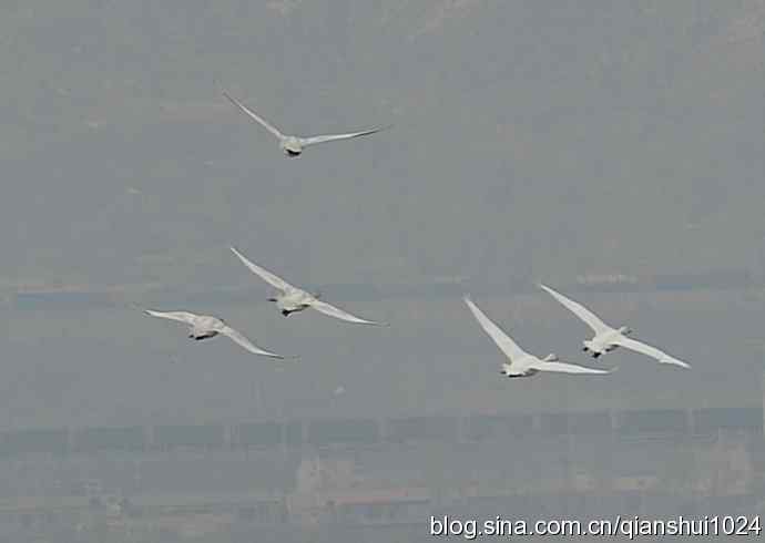 空中盘旋.赤麻鸭白天鹅(官厅水库)