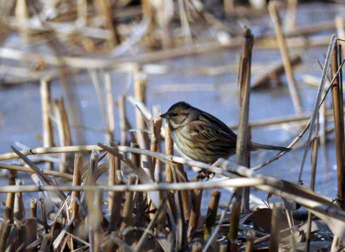 灰头鹀（记录版）
