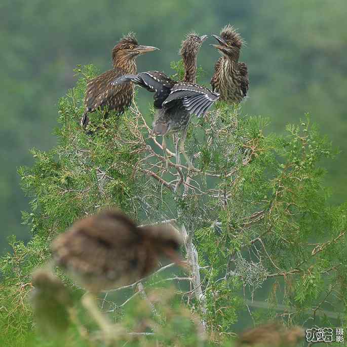 小白鹭与小夜鹭