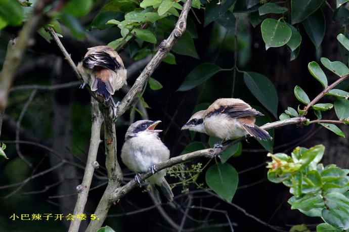 207.小伯劳成长记（3）亲鸟育儿篇