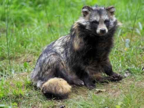 犬科:犬亚科犬属之貉 犬科:犬亚科犬属之貉