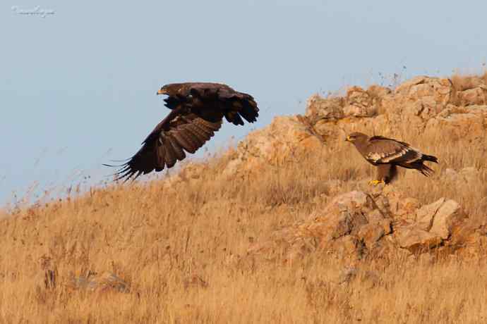 草原有约. wbr夕阳下与草原雕一家敖包相会