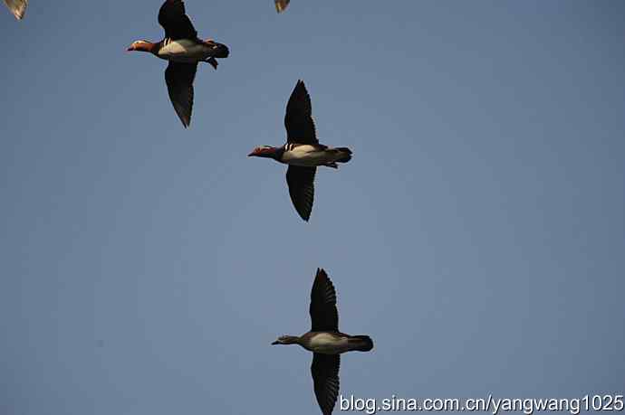 鸳鸯 wbr1 鸳鸯 wbr1