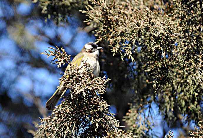 柏树丛中的小鸟