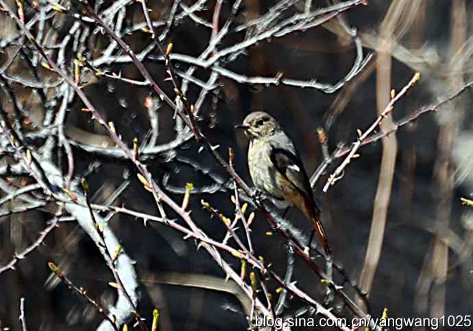 自然和谐的日坛公园（北红尾鸲）
