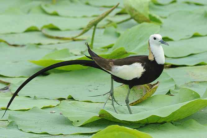 衡水湖印象(水稚)