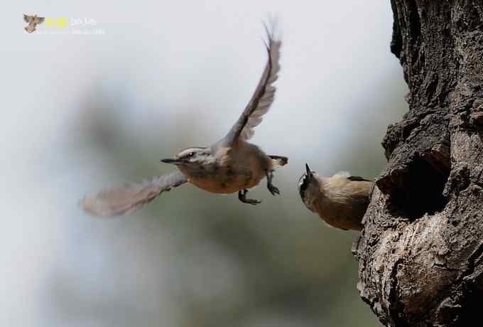 黑头鳾：放飞春天