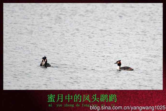 北京颐和园的鸟类——蜜月中的凤头