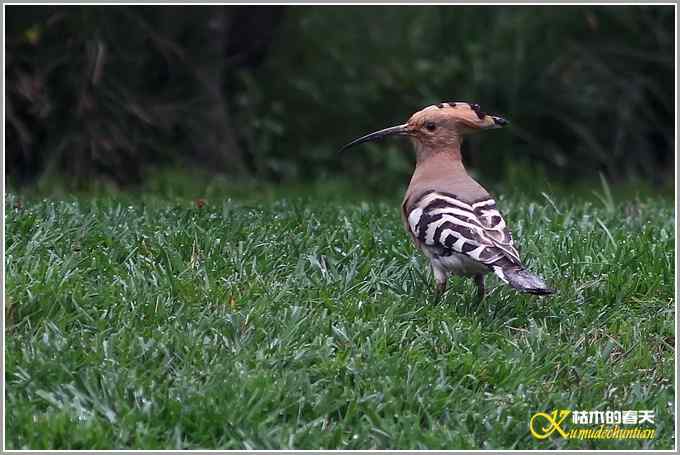 蓝鹀&bull;方尾鶲&bull;柳莺&bull;棕脸鶲莺&bull;戴胜【照片】