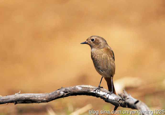 雌性北红尾鸲（6）