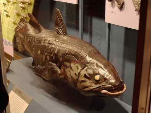 鱼类活化石：矛尾鱼