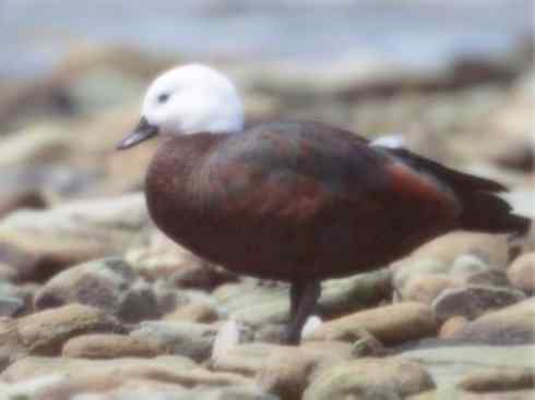 白头鸟系列：另类的美丽（黑胸麻鸭）