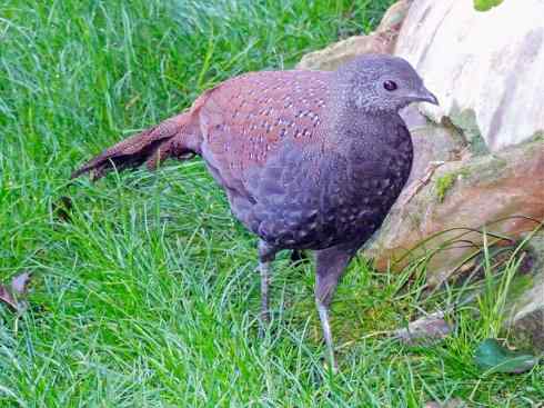 凤凰：传说中的鸟原型探秘（孔雀雉）
