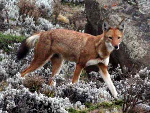 犬科：犬亚科犬属之西门豺、侧纹豺（胡狼类）