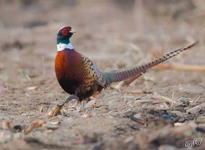 密云水库 wbr路 wbr大鸨、雉鸡和苍鹭 密云水库 wbr路 wbr大鸨、雉鸡和苍鹭