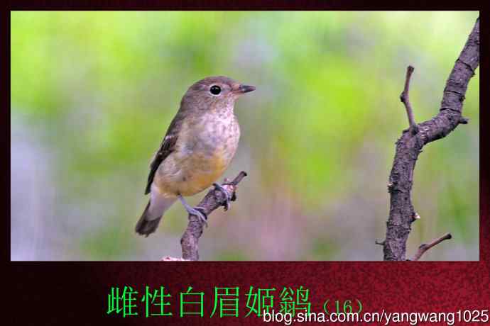 北京天坛公园的鸟类——雌性白眉姬鹟（16）