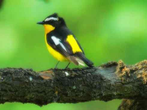 美丽无罪:雀鸟之姬鹟 美丽无罪:雀鸟之姬鹟