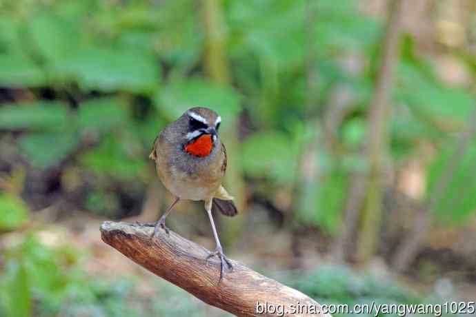 雄性红喉歌鸲(12) 雄性红喉歌鸲(12)