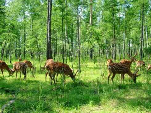麒麟:传说的兽原型探秘(梅花鹿) 麒麟:传说的兽原型探秘(梅花鹿)