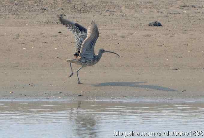 浅水湾：观日出赏美杓