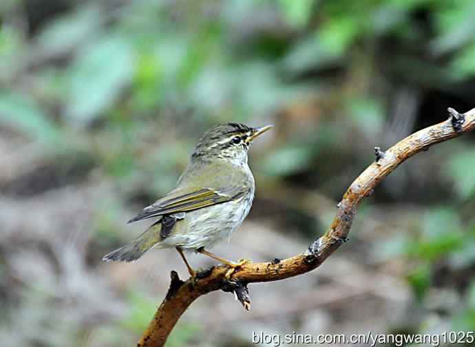极北柳莺(浴后晾羽)3 极北柳莺(浴后晾羽)3