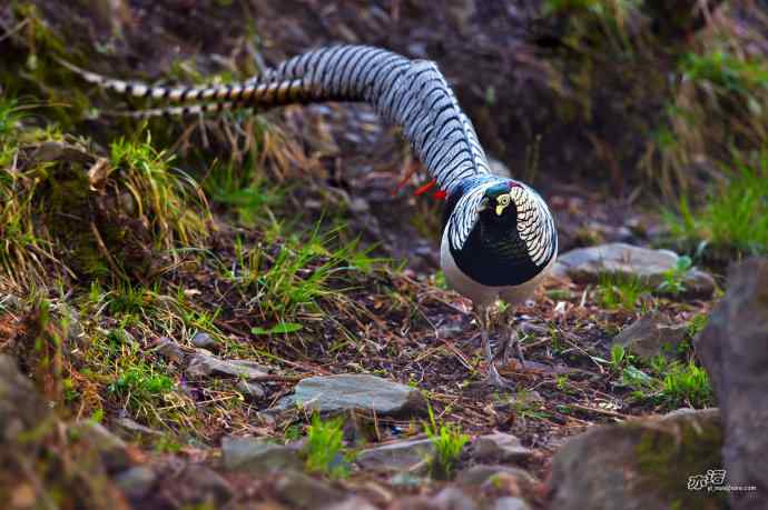 四月拍到九只鸡