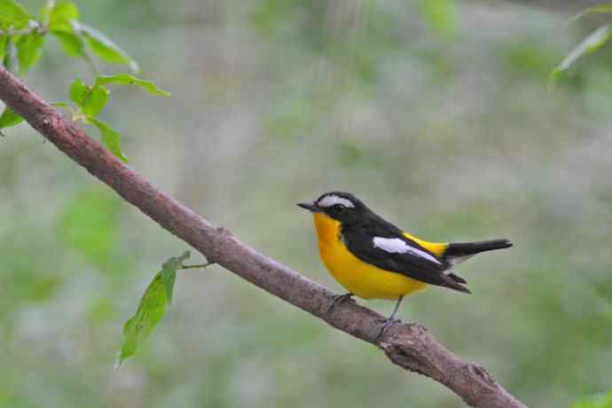 雄性白眉姬鹟（15）