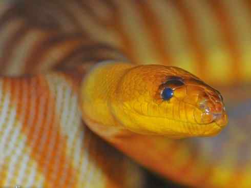 龙:传说的兽原型探秘(树蟒类) 龙:传说的兽原型探秘(树蟒类)