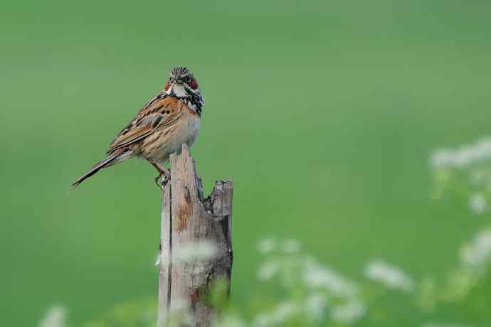 【新鸟】坝上鸟.栗耳鹀☆