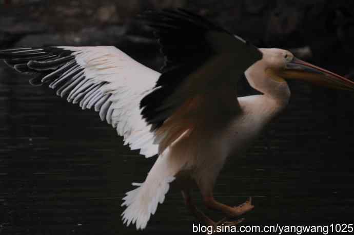 再拍鹈鹕 wbr11 再拍鹈鹕 wbr11