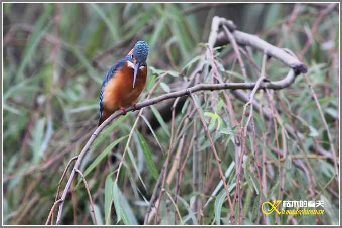 阴天拍的是鈥溞那殁潯菊掌