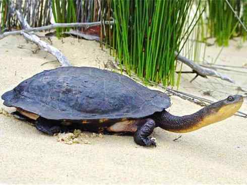 玄武：传说的兽原型探秘（澳洲长颈龟）