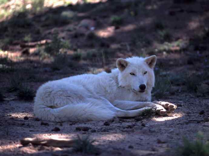 犬科：犬亚科犬属之澳洲野犬、歌唱犬、家犬