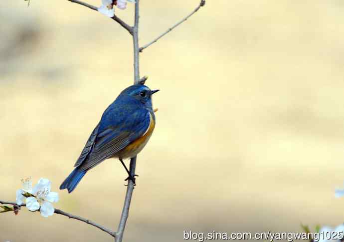 雄性红胁蓝尾鸲（5）