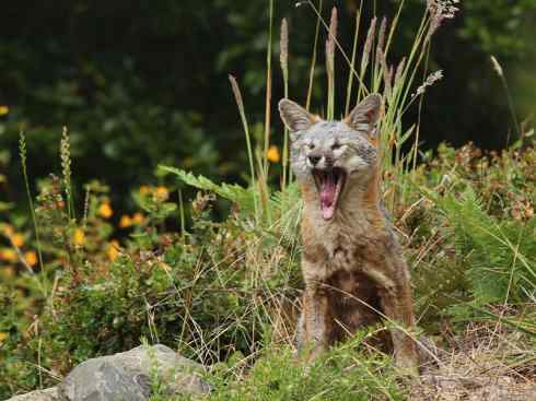 犬科：狐亚科灰狐属之灰狐、岛屿灰狐