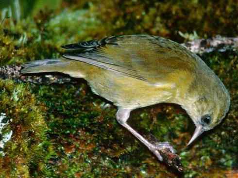 极品红色鸟类：镰嘴管舌鸟