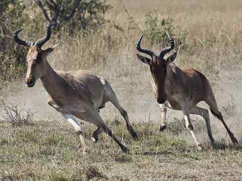 麒麟：传说的兽原型探秘（狷羚）