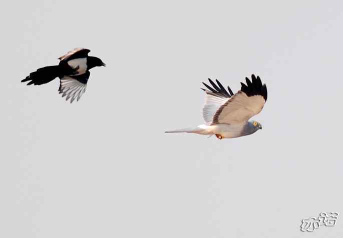 官厅水库&nbsp;wbr路&nbsp;wbr被喜鹊驱赶的白尾鹞