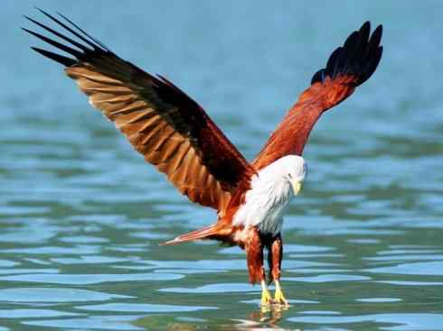 白头鸟系列:另类的美丽12 白头鸟系列:另类的美丽12