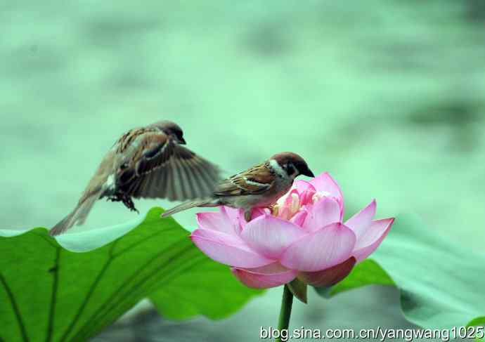 雀与荷 wbr4 雀与荷 wbr4