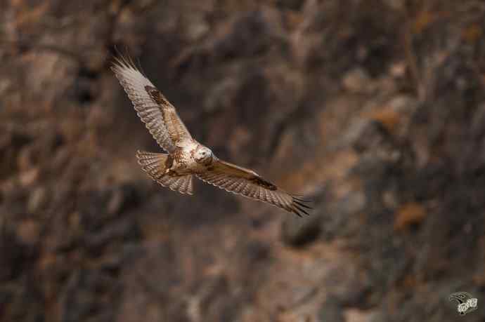 有背景的大鵟飞版
