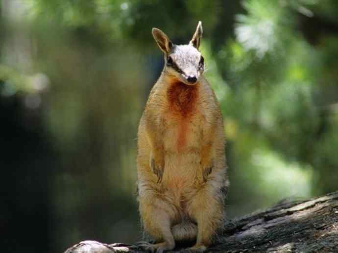 盘点十二大著名食蚁动物:袋食蚁兽 盘点十二大著名食蚁动物:袋食蚁兽