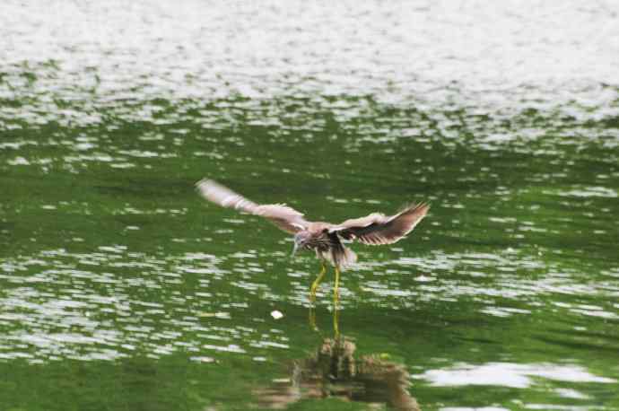 北海也有夜鹭飞(记实版) 北海也有夜鹭飞(记实版)