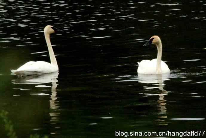 黑嘴天鹅 黑嘴天鹅