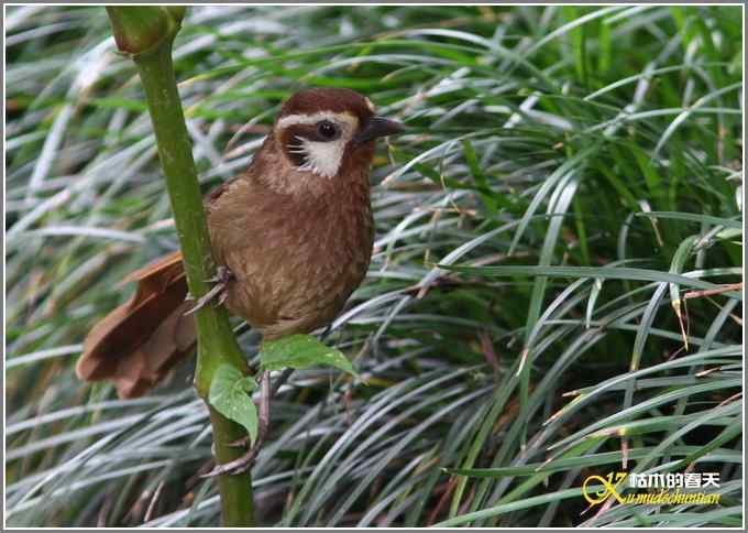 白头鹎和白颊噪鹛【照片】