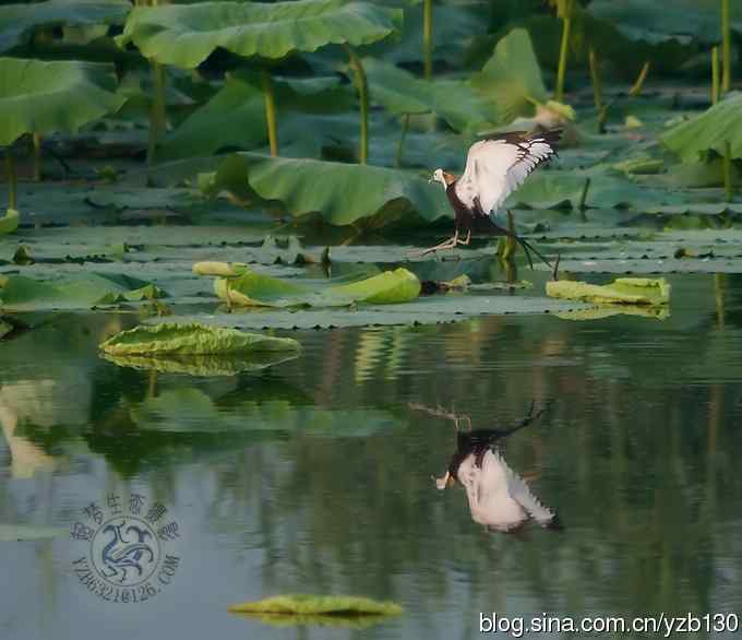 凌波仙子鈥斺斘业拿沃星槿耍ㄗ橥迹22张图片）