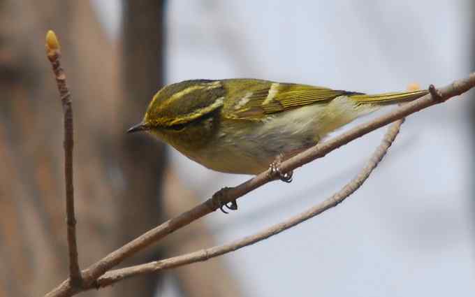 可爱好动的黄腰柳莺（组图）