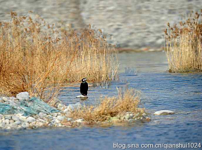 生境鸟片.风景独好