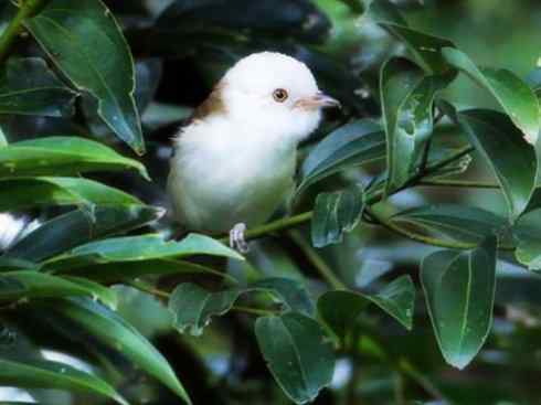 白头鸟系列：另类的美丽3