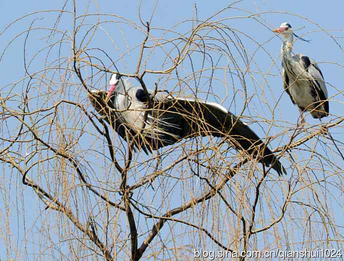 苍鹭.枝条后面一对对
